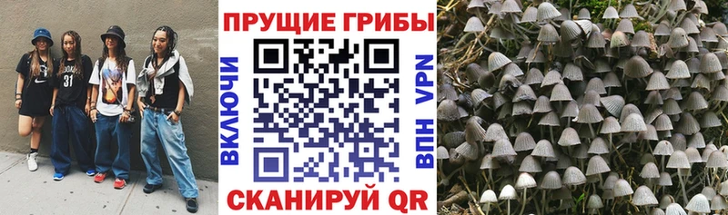 закладка  Куртамыш  Галлюциногенные грибы мухоморы 